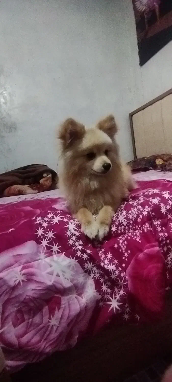 سگ پامر تربیت شده نر|سگ|نسیم‌شهر, |دیوار