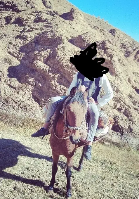 اسب کورد|اسب و تجهیزات اسب‌سواری|ارومیه, |دیوار