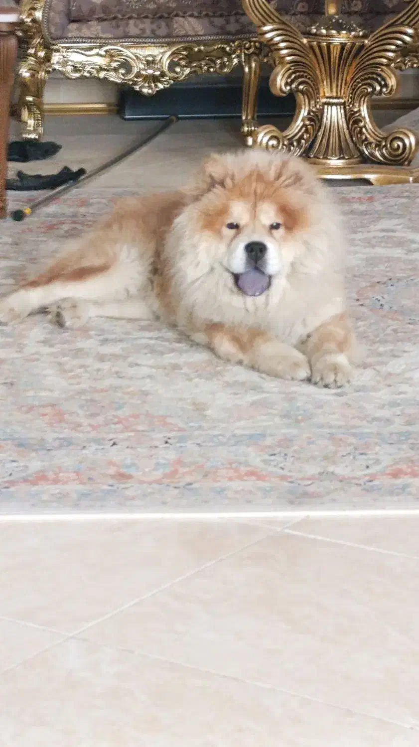 سگ چاو چاو ماده|سگ|کرمانشاه, |دیوار