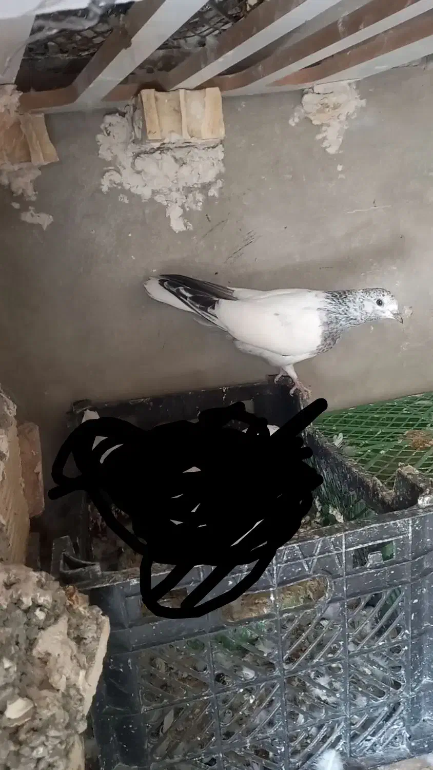 گم شده جوجه|حیوانات|ایذه, |دیوار