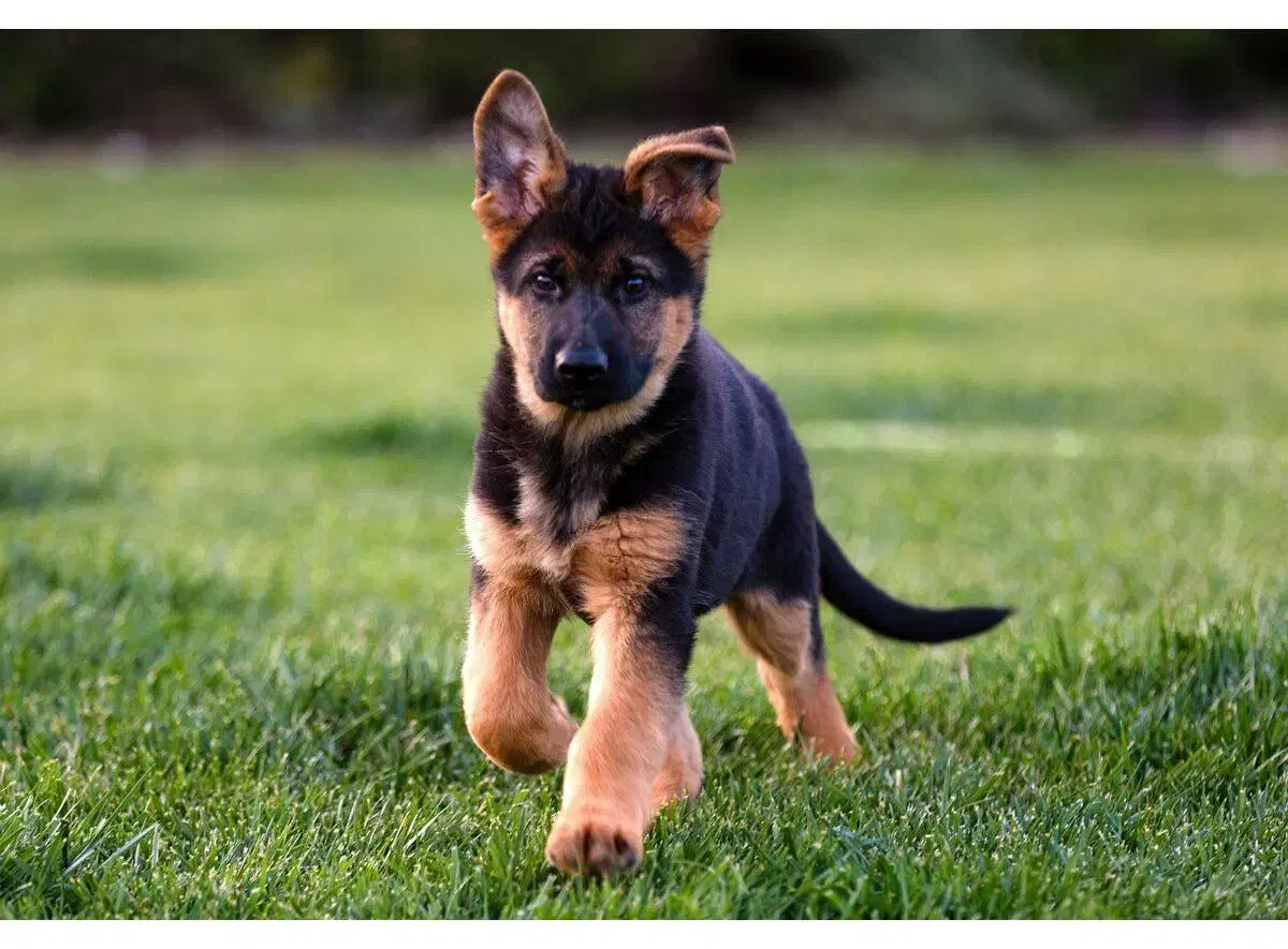 توله ژرمن|سگ|مشهد, حسینآباد|دیوار