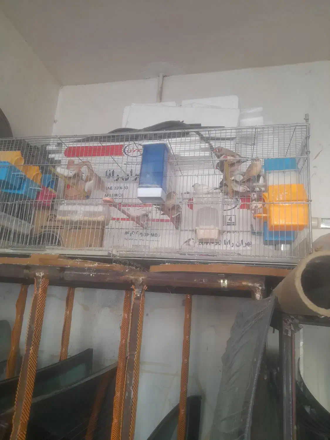 فنچ|پرنده|کنگاور, |دیوار