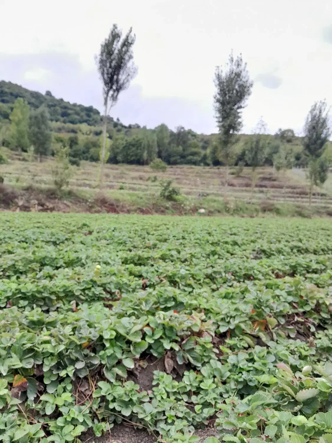 فروش بوته توت فرنگی ریشه لخت|گل و گیاه طبیعی|فریم, |دیوار