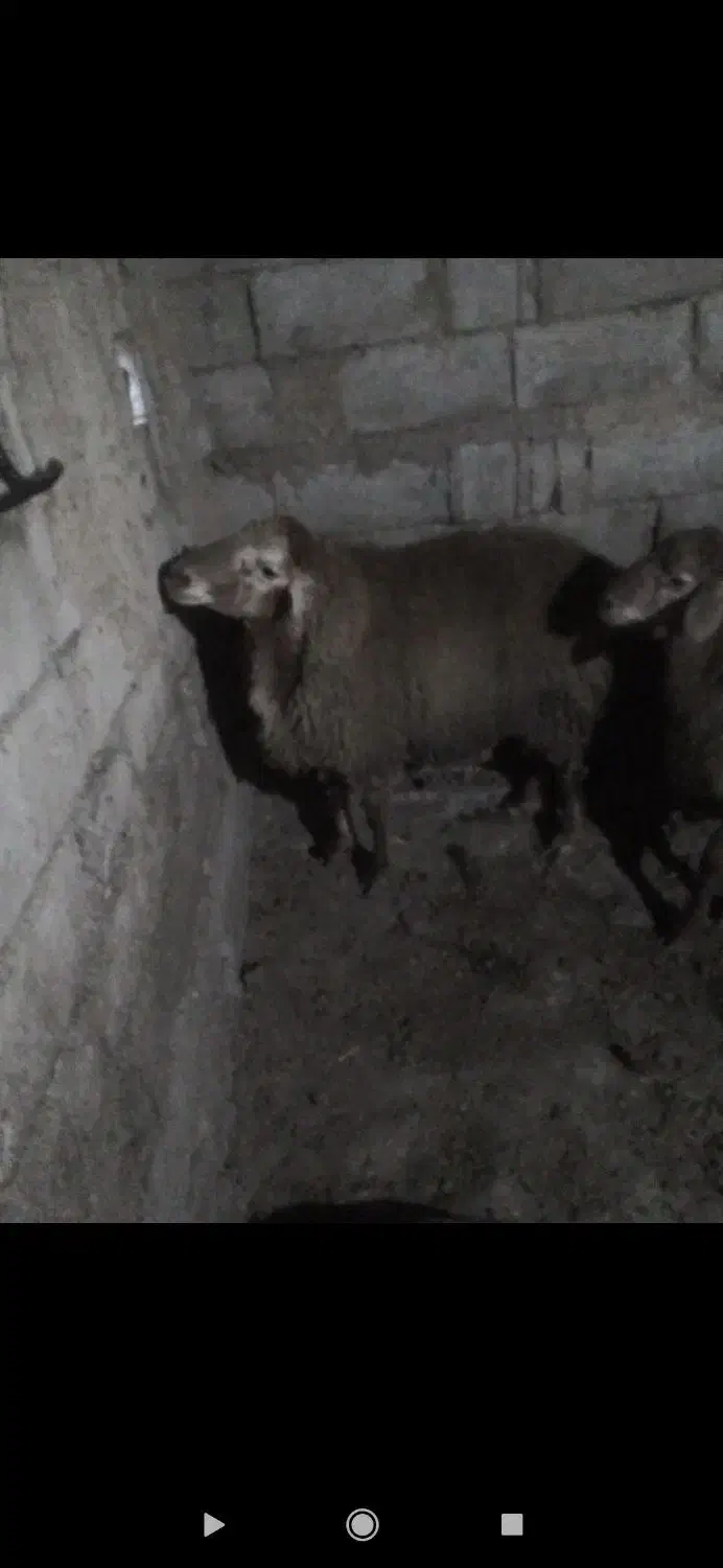 بره نر یک جفت|حیوانات مزرعه|بیله سوار, |دیوار