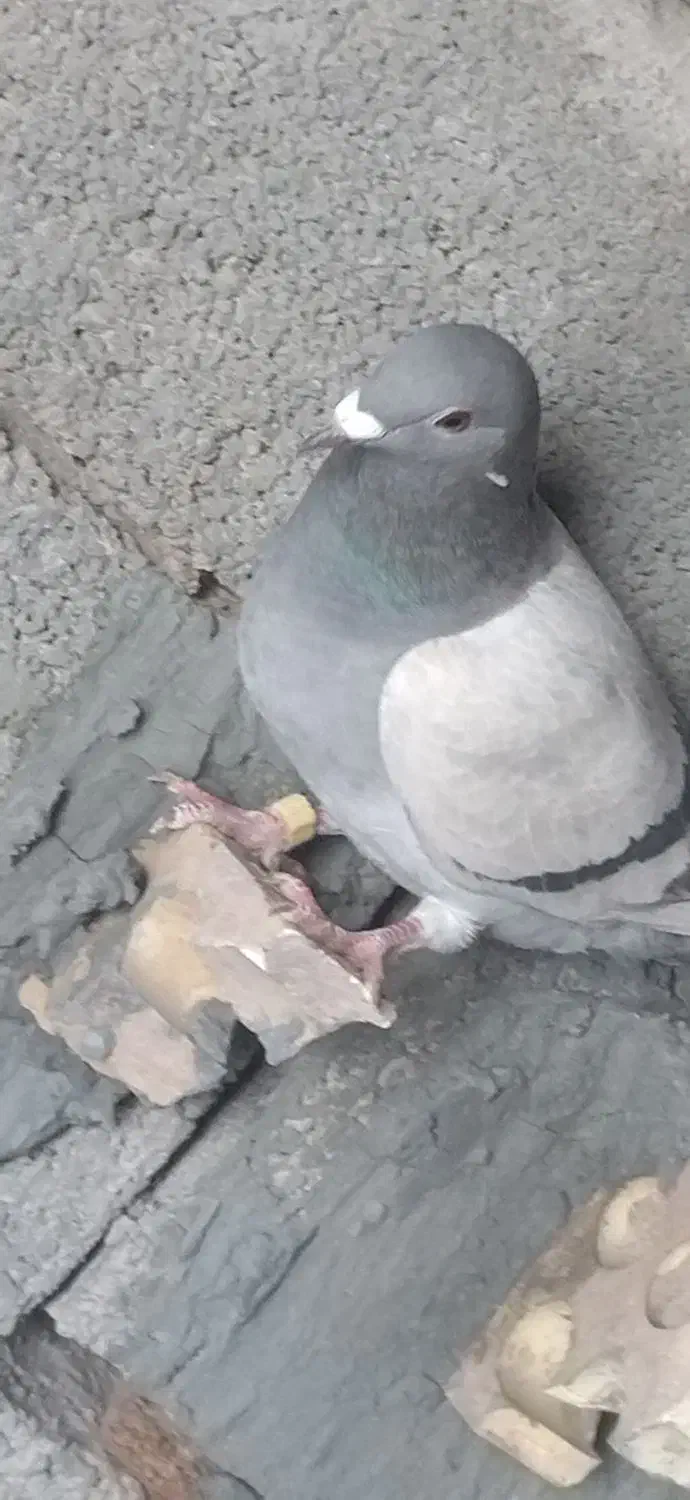 کبوتر پلاکی|پرنده|کشکوئیه, |دیوار