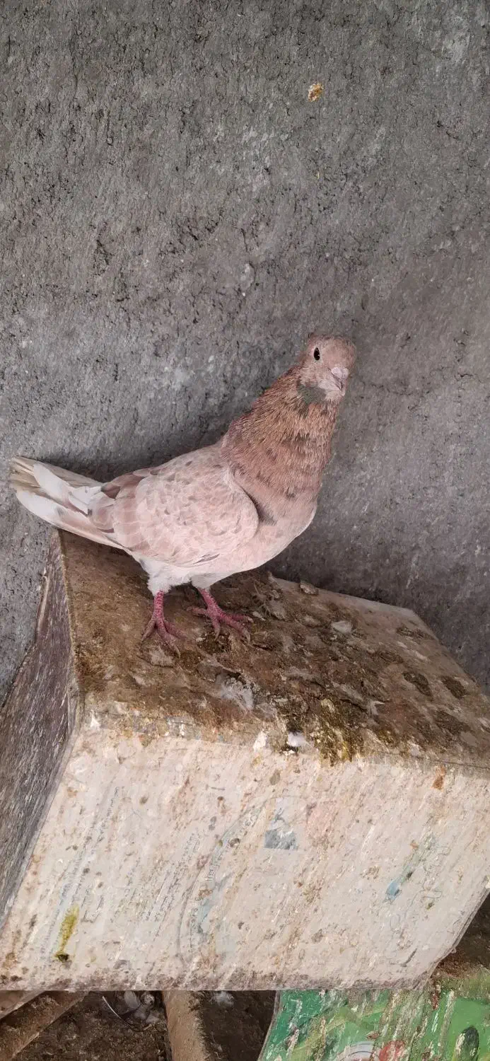 دمسفید. سینه زرد. طوقی|پرنده|مبارکه, |دیوار