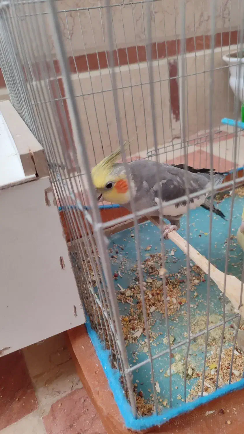 عروس هلندی نر|پرنده|رفسنجان, |دیوار