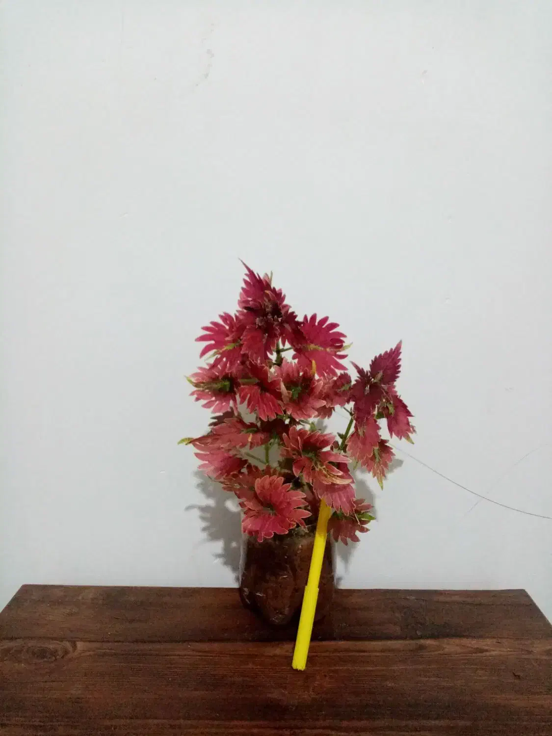 گل گل 4تا135 و یک گل هدیه|گل و گیاه طبیعی|یاسوج, |دیوار