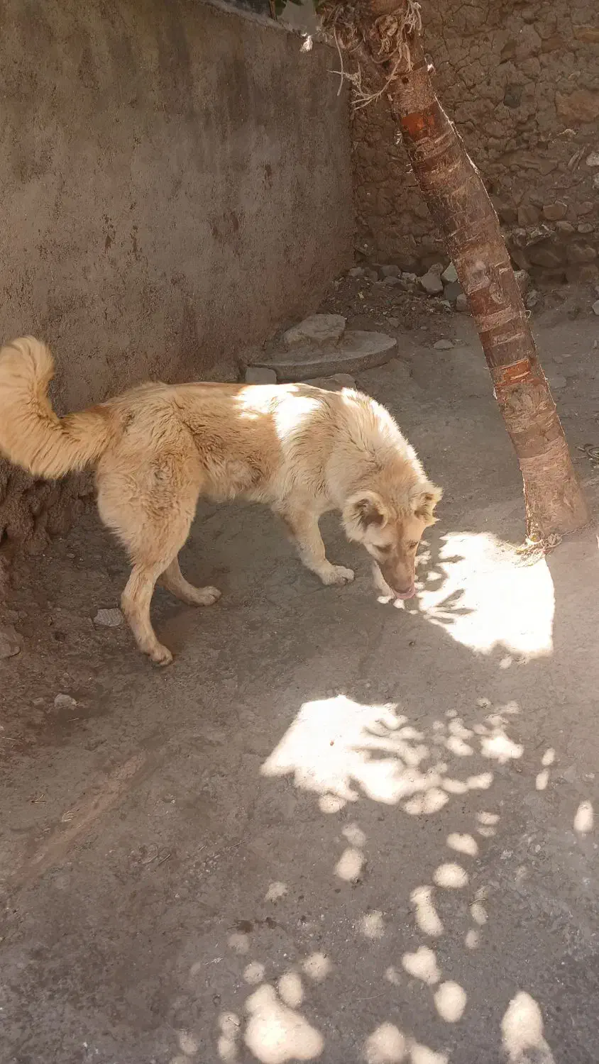 سگ سرابی نر ۱۱ماهه|سگ|خلخال, |دیوار