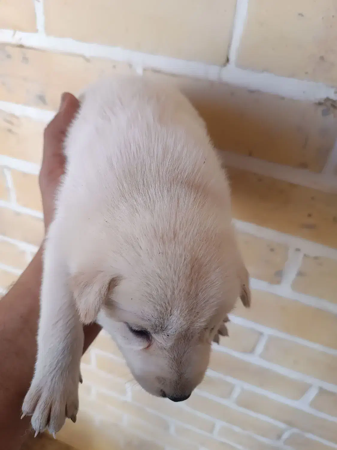 توله هاسکی عالی اماده برای آزمایشدادن|سگ|اردکان, |دیوار