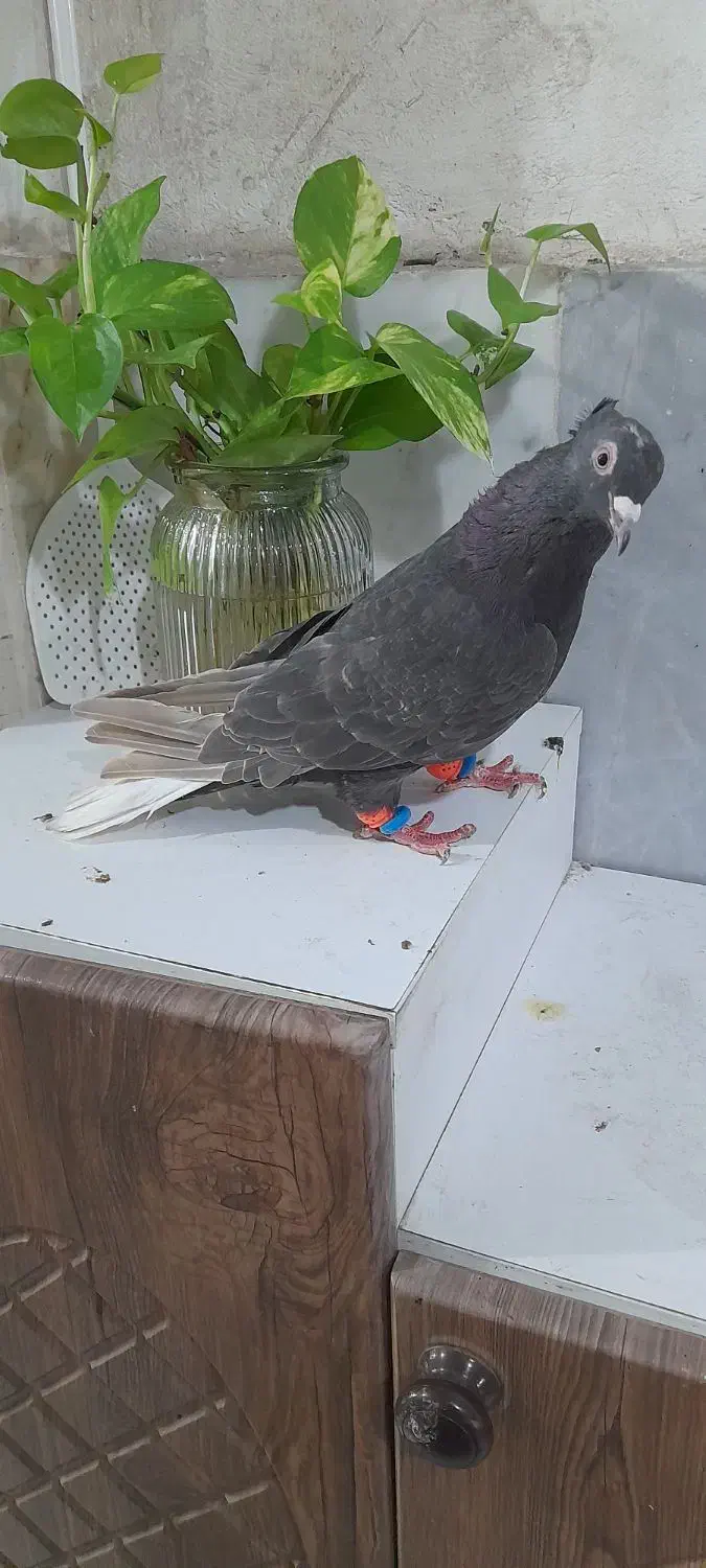 کفتر|پرنده|گرگان, |دیوار