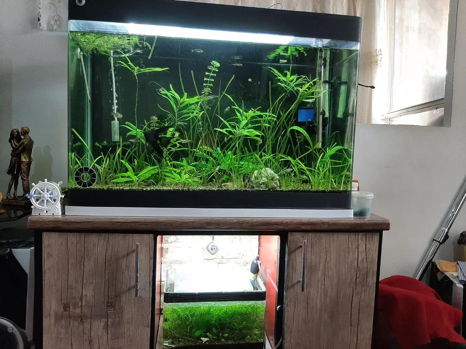 آکواریوم شیشه خم ۸۰سانتی با گیاه طبیعی و لوازم|ماهی|تبریز, |دیوار