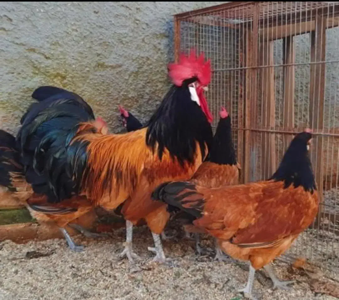 تخم نطفه دار و جوجه اپنزلر،ورورک،لاکنولدر آلمانی|حیوانات مزرعه|مشهد, موعود|دیوار