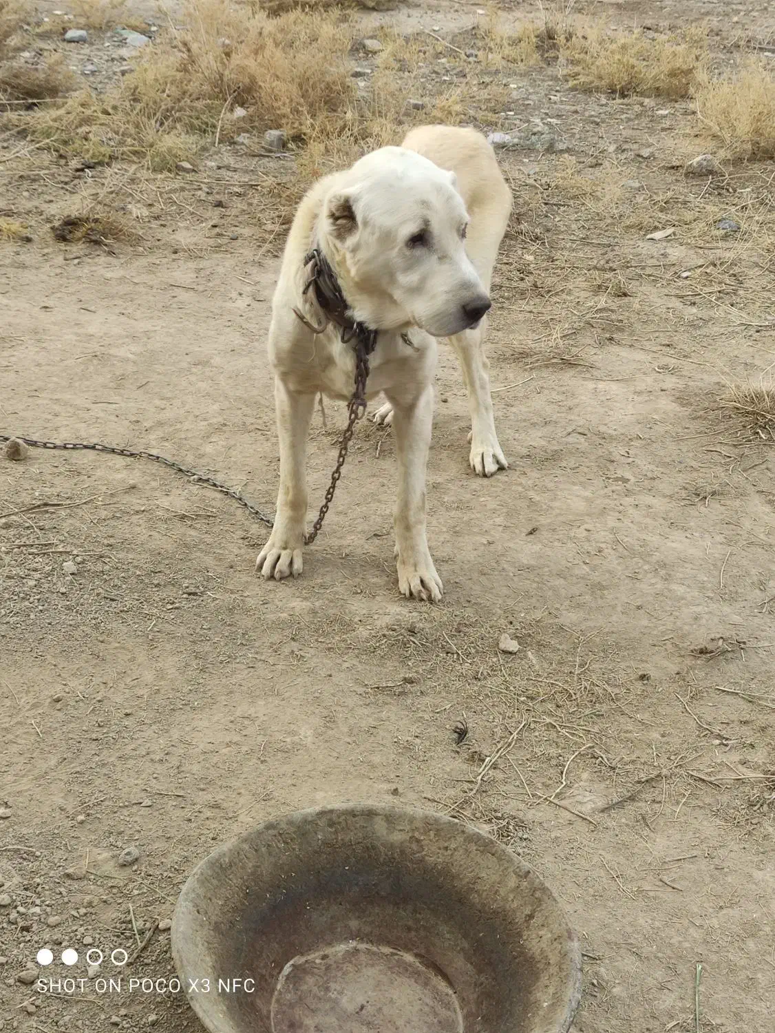 سگ سراب گله گرگرو سگ ژرمن نگهبان|سگ|صوفیان, |دیوار