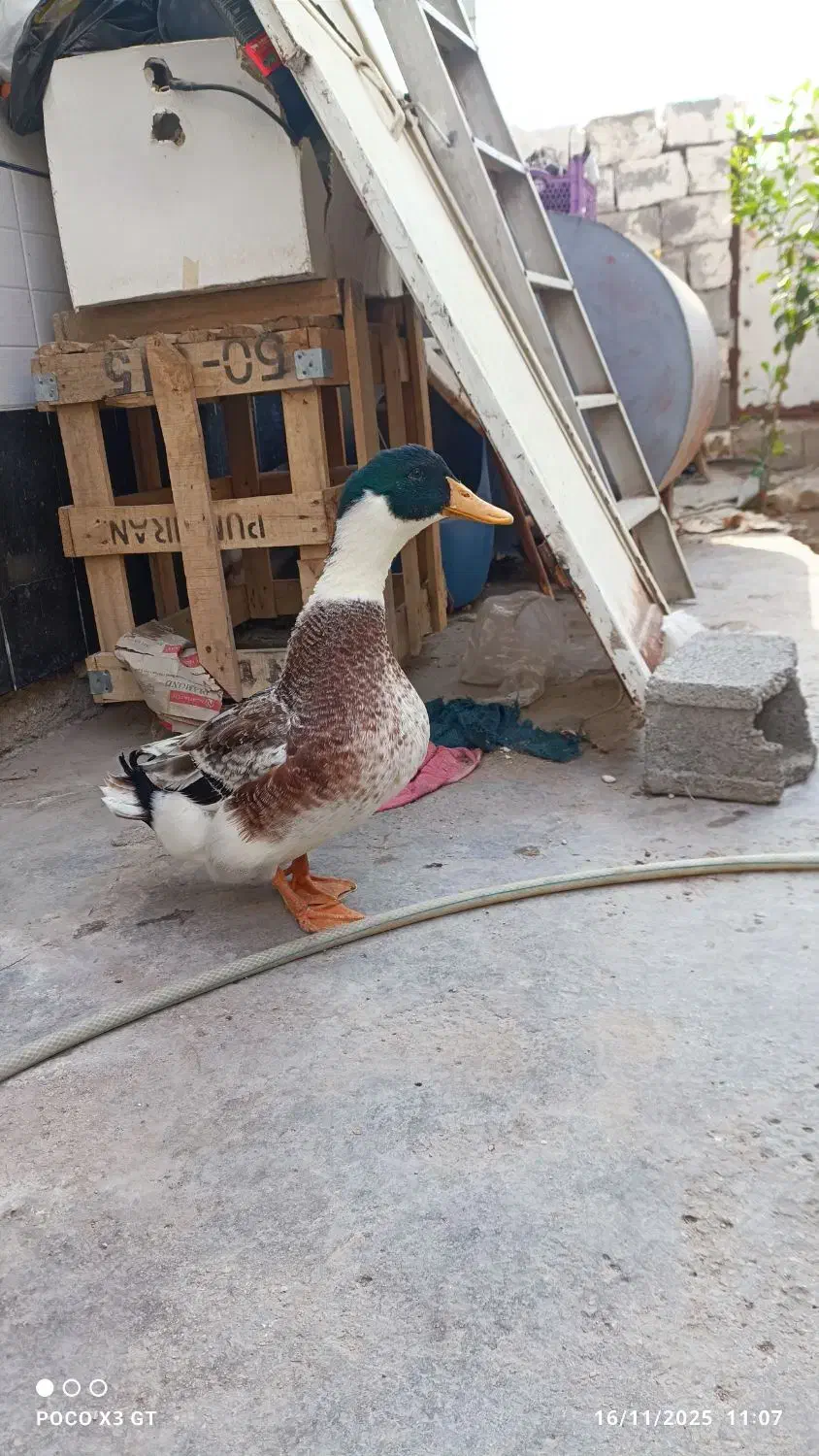 اردک روئن فرانسوی|حیوانات مزرعه|برازجان, |دیوار