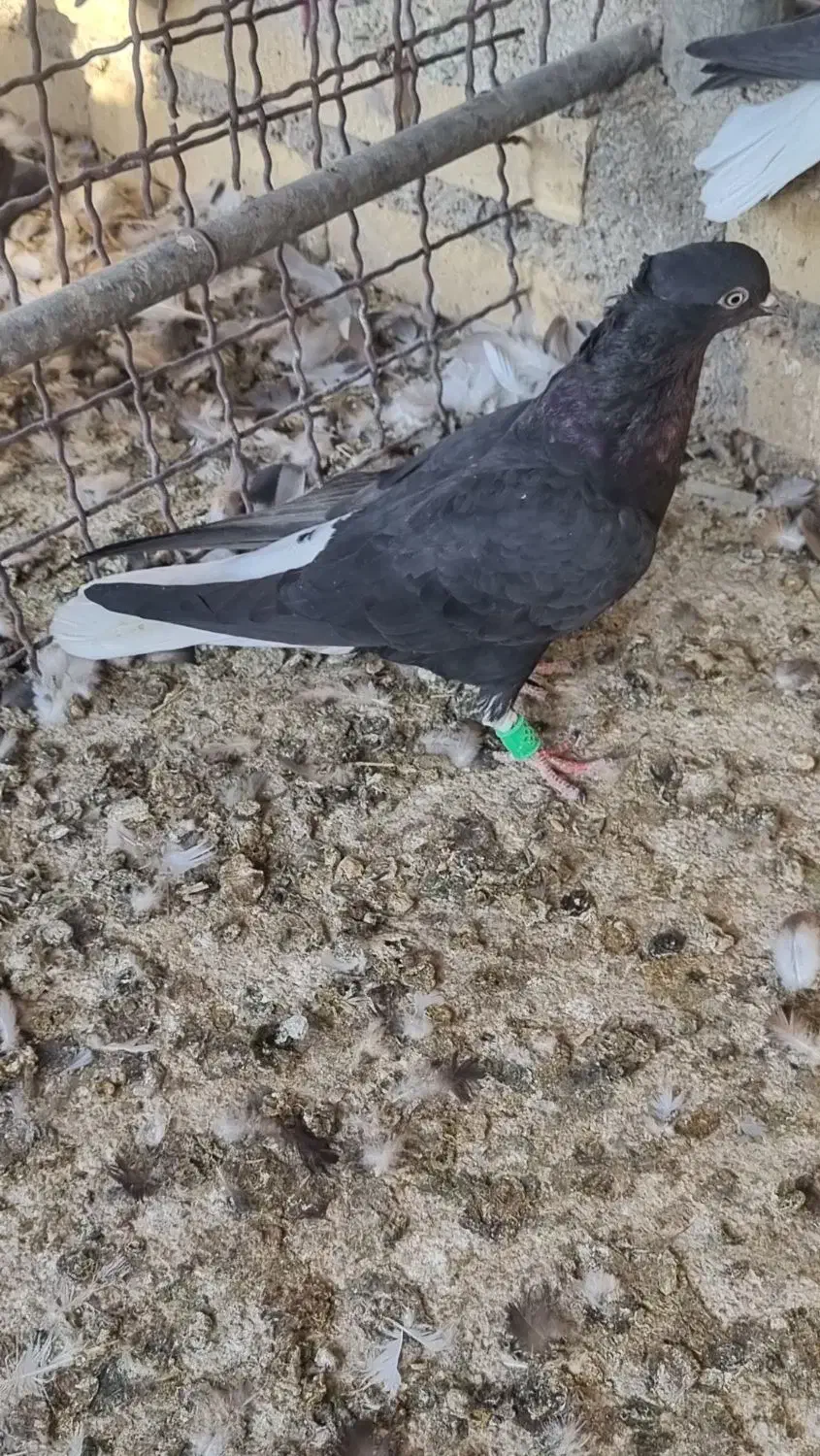 دم سفیده ماده|پرنده|حمیدیه, |دیوار