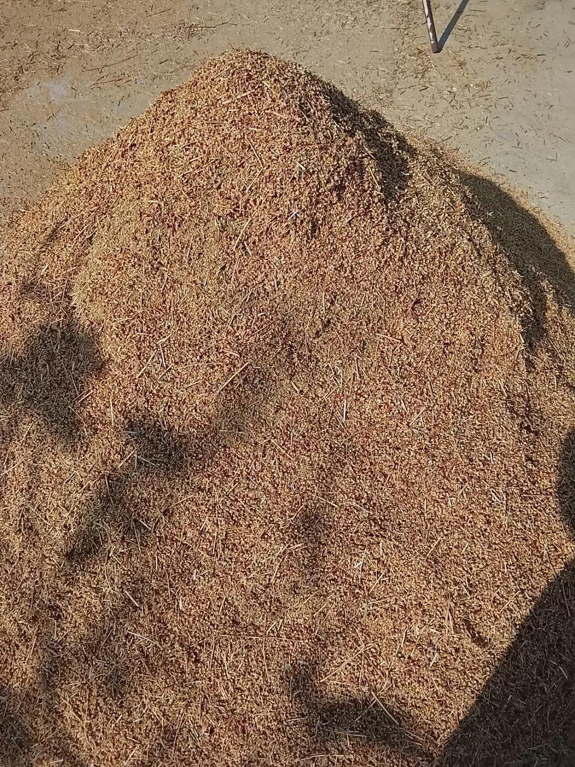 گیاه دارویی هوفاریغون|خوردنی و آشامیدنی|انزل, |دیوار