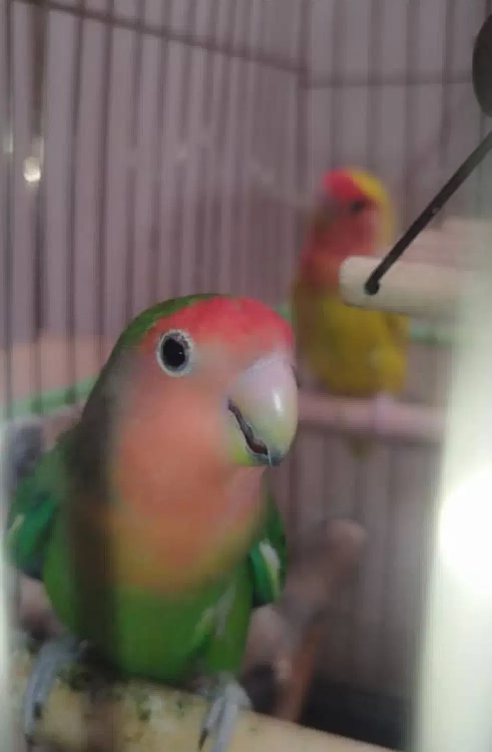 کوتوله برزیلی|پرنده|شیراز, کوشک میدان|دیوار