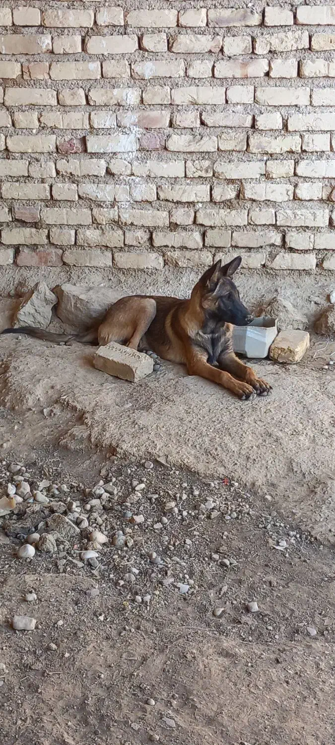 سگ مالنیوز|سگ|داراب, |دیوار