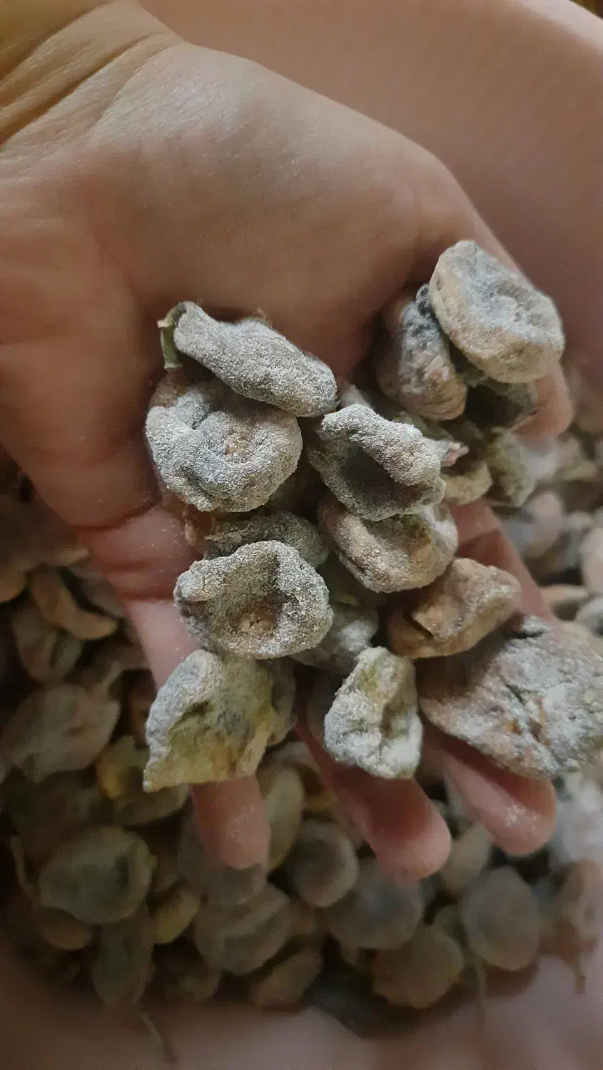 برگه خشک و انجیر خشک|خوردنی و آشامیدنی|ساوه, |دیوار