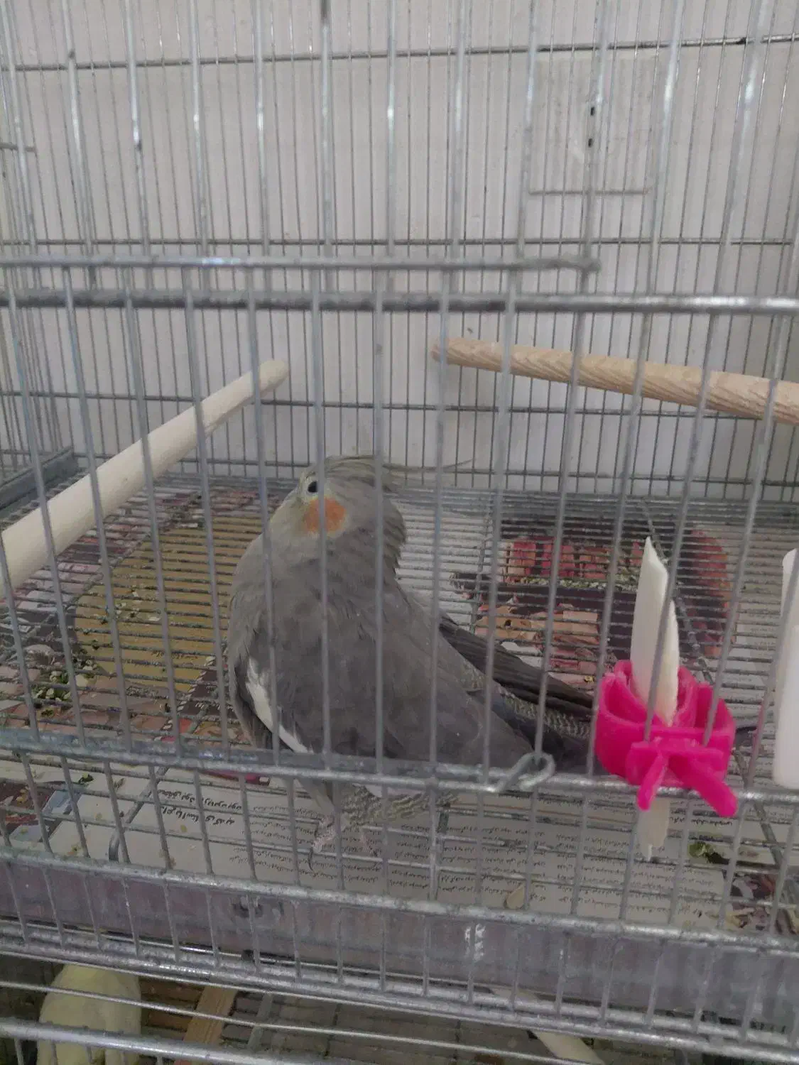 یک جفت عروس هلندی مولد سینامون|پرنده|اسلامآباد غرب, |دیوار