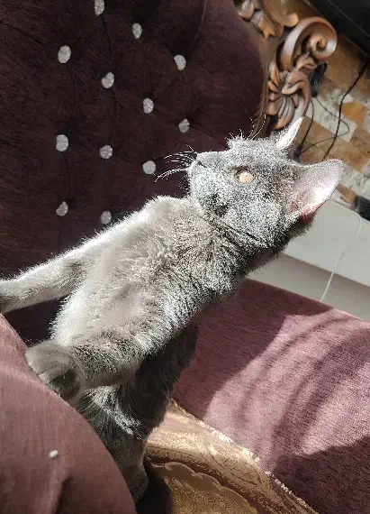 واگذاری یک عدد گربه|گربه|فولادشهر, مسکن مهر فولادشهر|دیوار