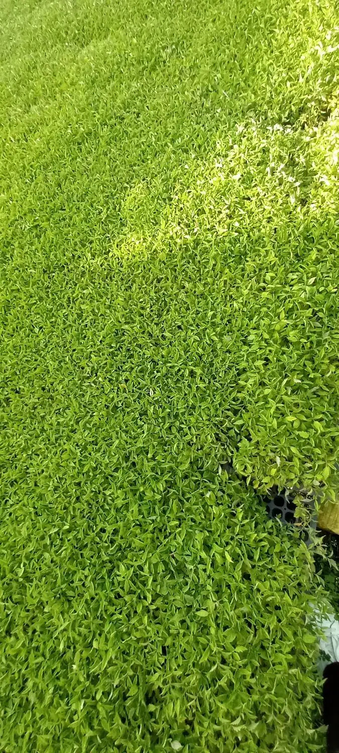نشاء گوجه|گل و گیاه طبیعی|قزوین, |دیوار