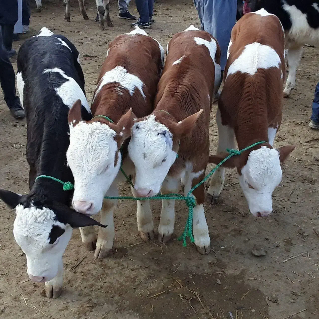 گوساله سمینتال هلشتاین|حیوانات مزرعه|بندر ترکمن, |دیوار