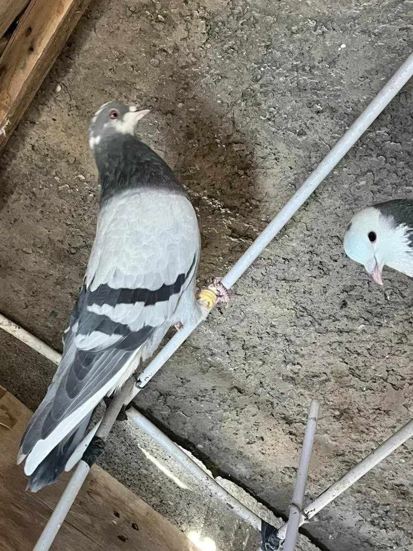 همه سالم و سرحال|پرنده|پیر بکران, |دیوار