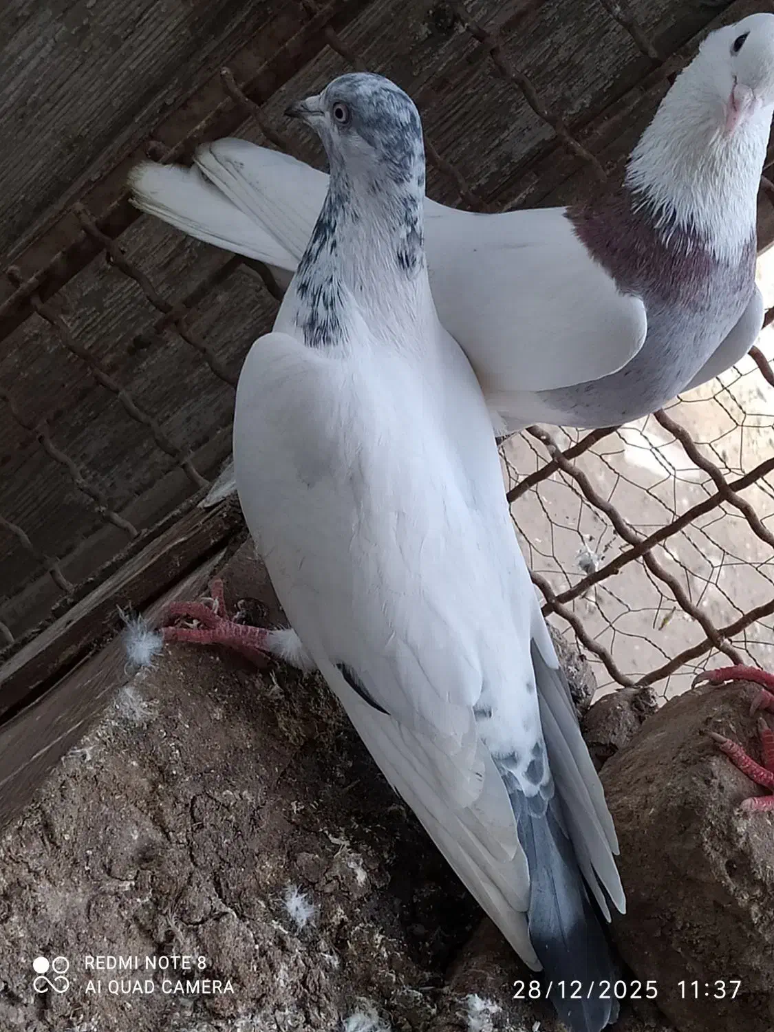 رنگی|پرنده|گنبد کاووس, |دیوار