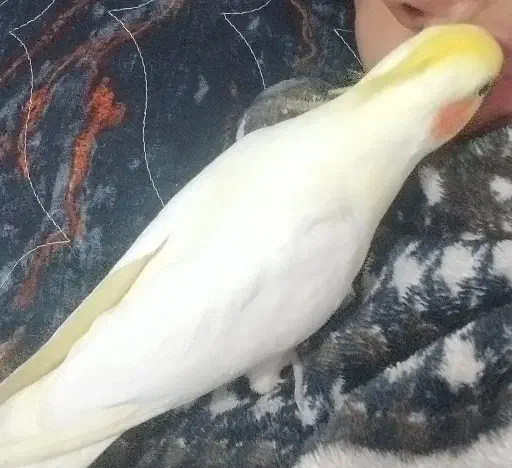 یک عدد عروس هلندی نر گمشده|پرنده|پرند, فاز ۰|دیوار