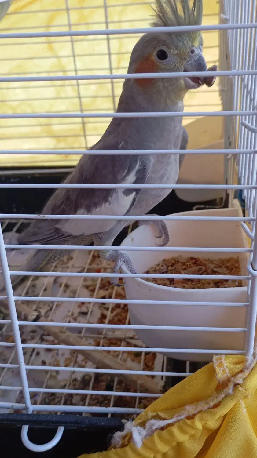 3تا عروس هلندی یکی نر 2تا ماده|پرنده|سنگر, |دیوار