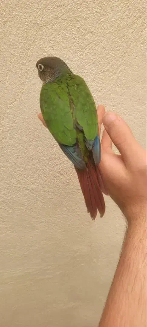 فروش عروس هلندی خرید تخم نطفه دار|پرنده|زنجان, |دیوار