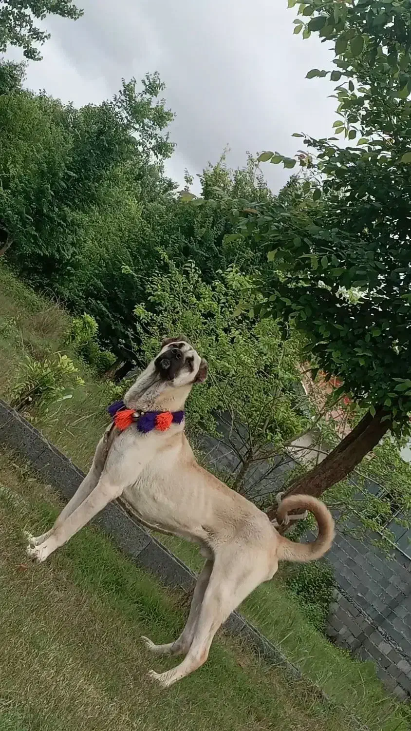 سگ سرابی نگهبان|سگ|رشت, لاکان|دیوار