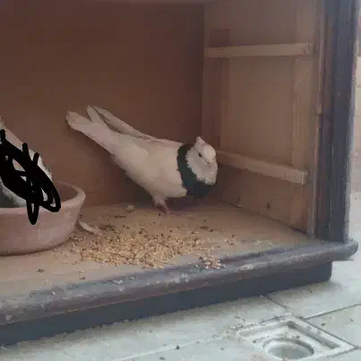 کفتر گم شده|حیوانات|قدس, شهر‌قدس|دیوار