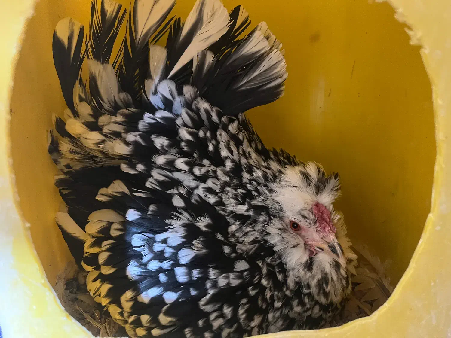 تخم مرغ گلین+جوجه گلین|حیوانات مزرعه|شهرکرد, |دیوار