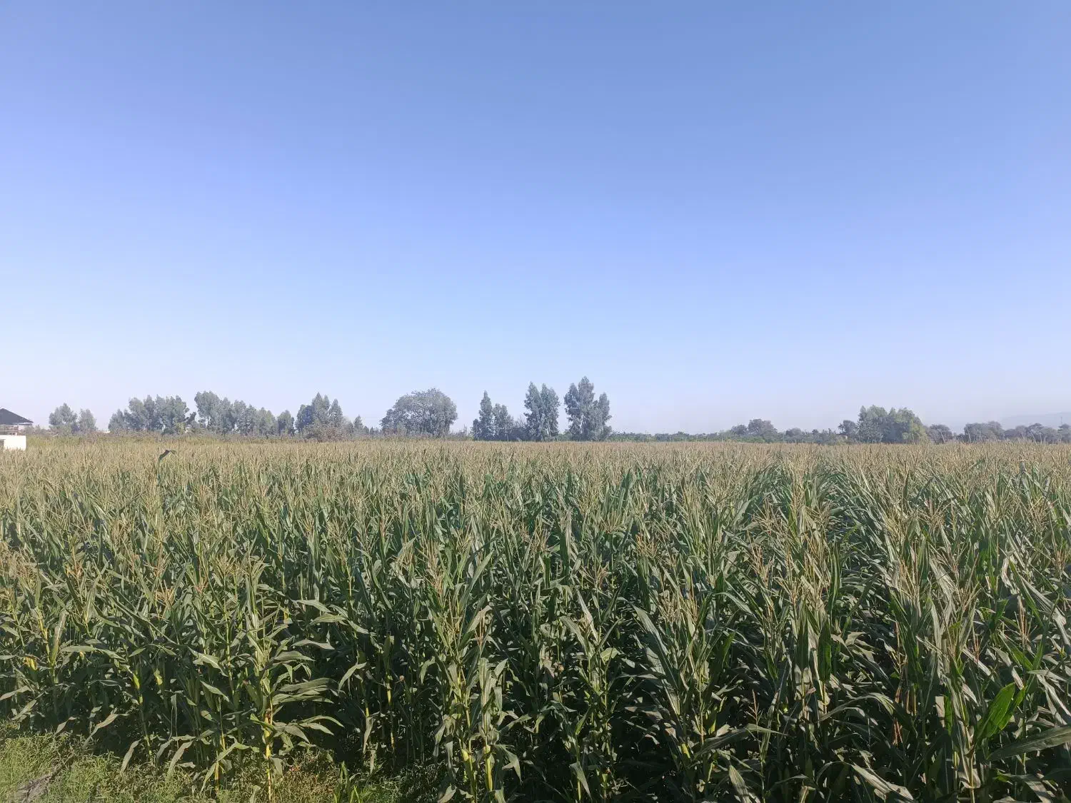 ذرت علوفه ای|عمده‌فروشی|فاضل آباد, |دیوار