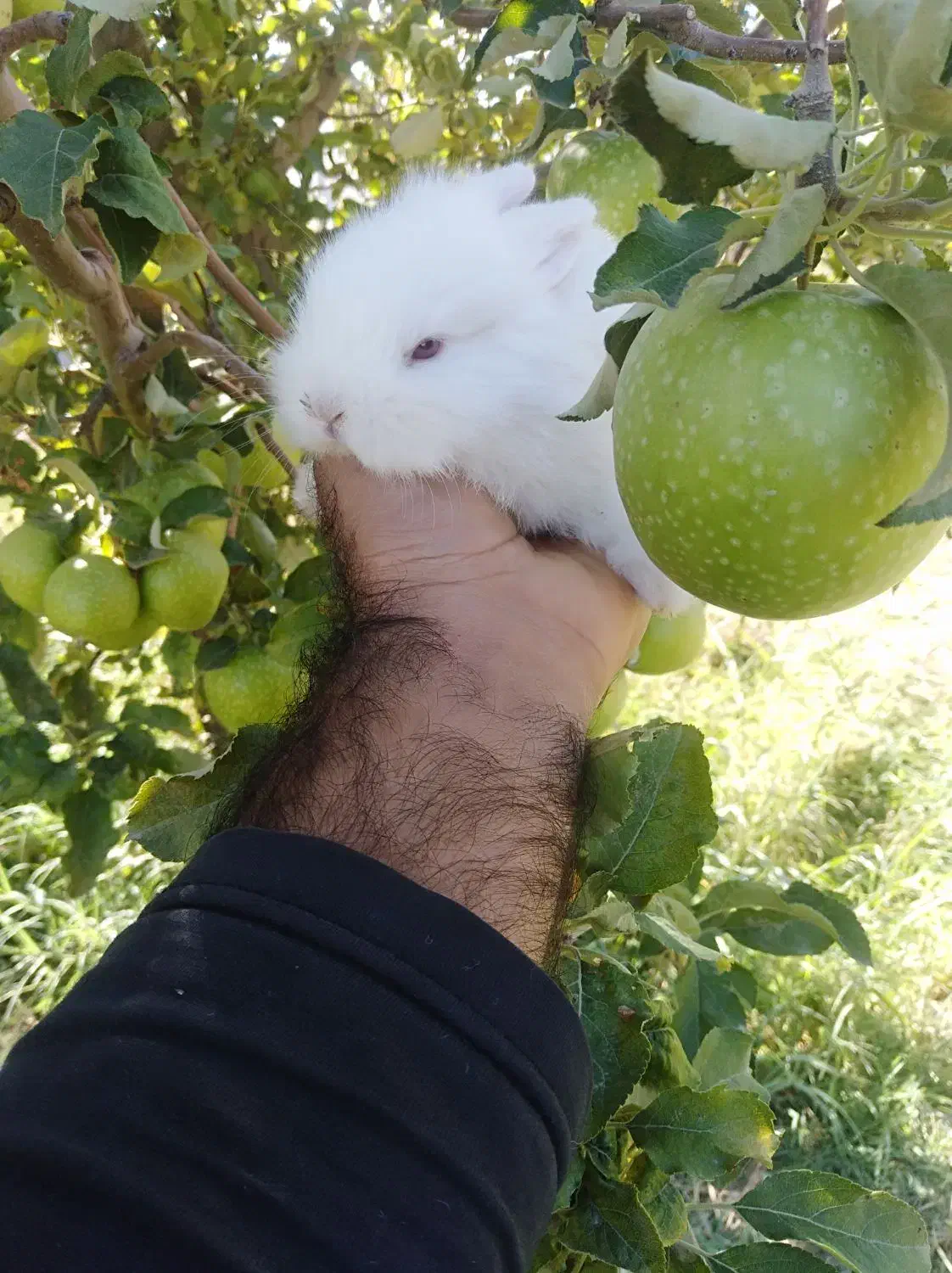 خرگوش لوپ|موش و خرگوش|مهاباد (آذربایجان غربی), |دیوار