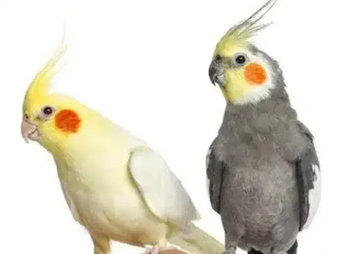 پرنده گمشده|حیوانات|اصفهان, تیران|دیوار