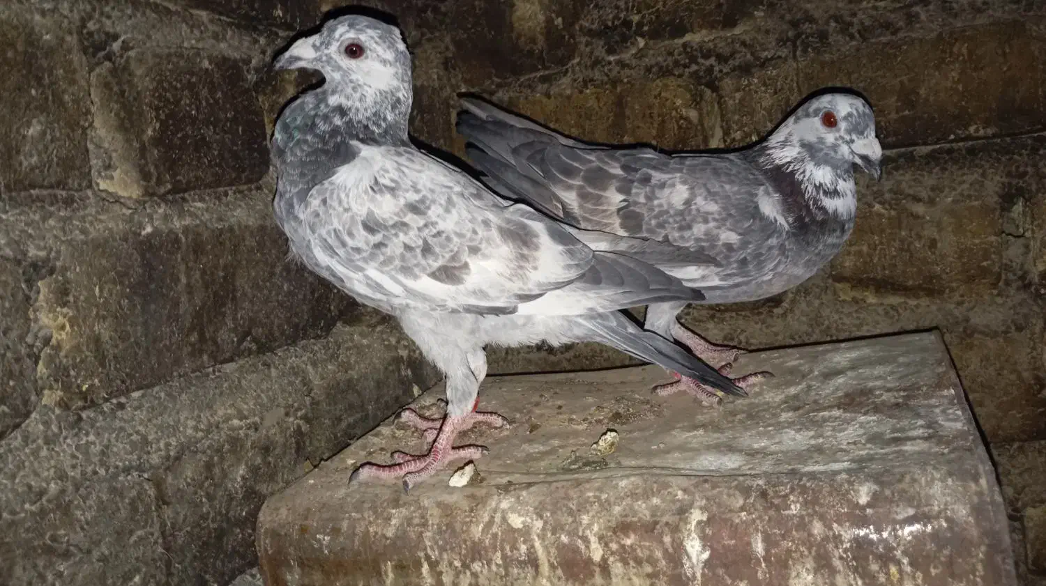 کبوتر‌|پرنده|کوه چنار, |دیوار