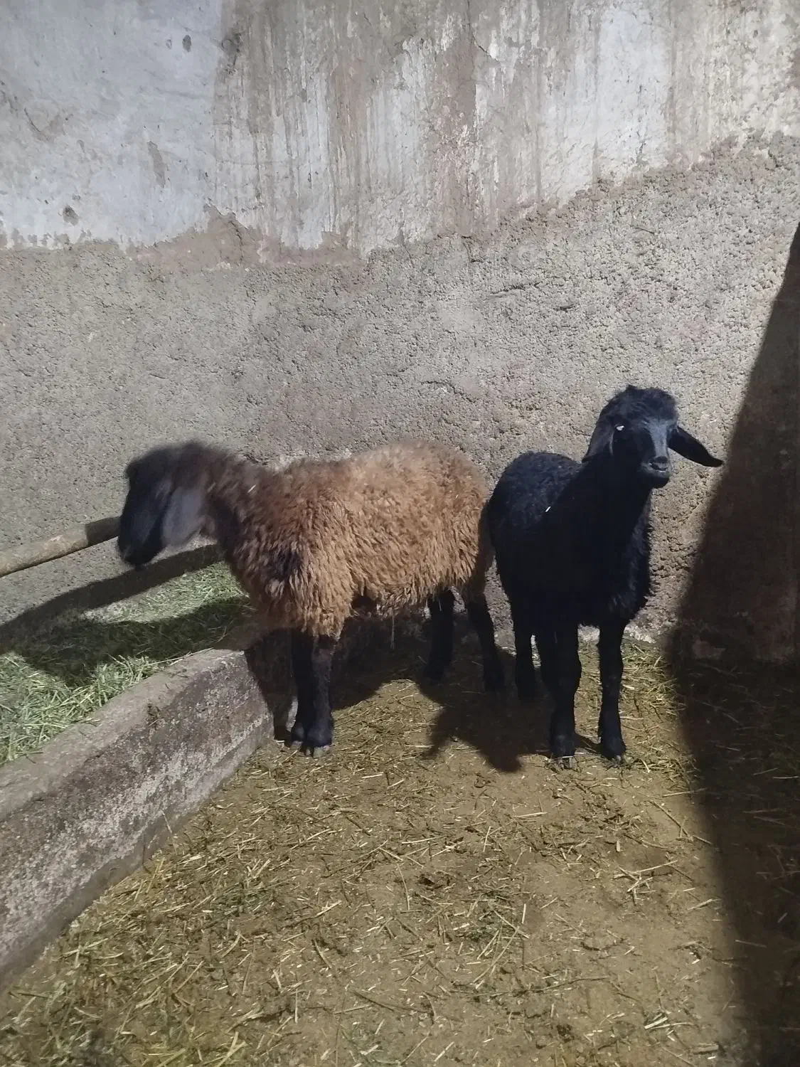 توغلی دمازدیخ|حیوانات مزرعه|نمین, |دیوار