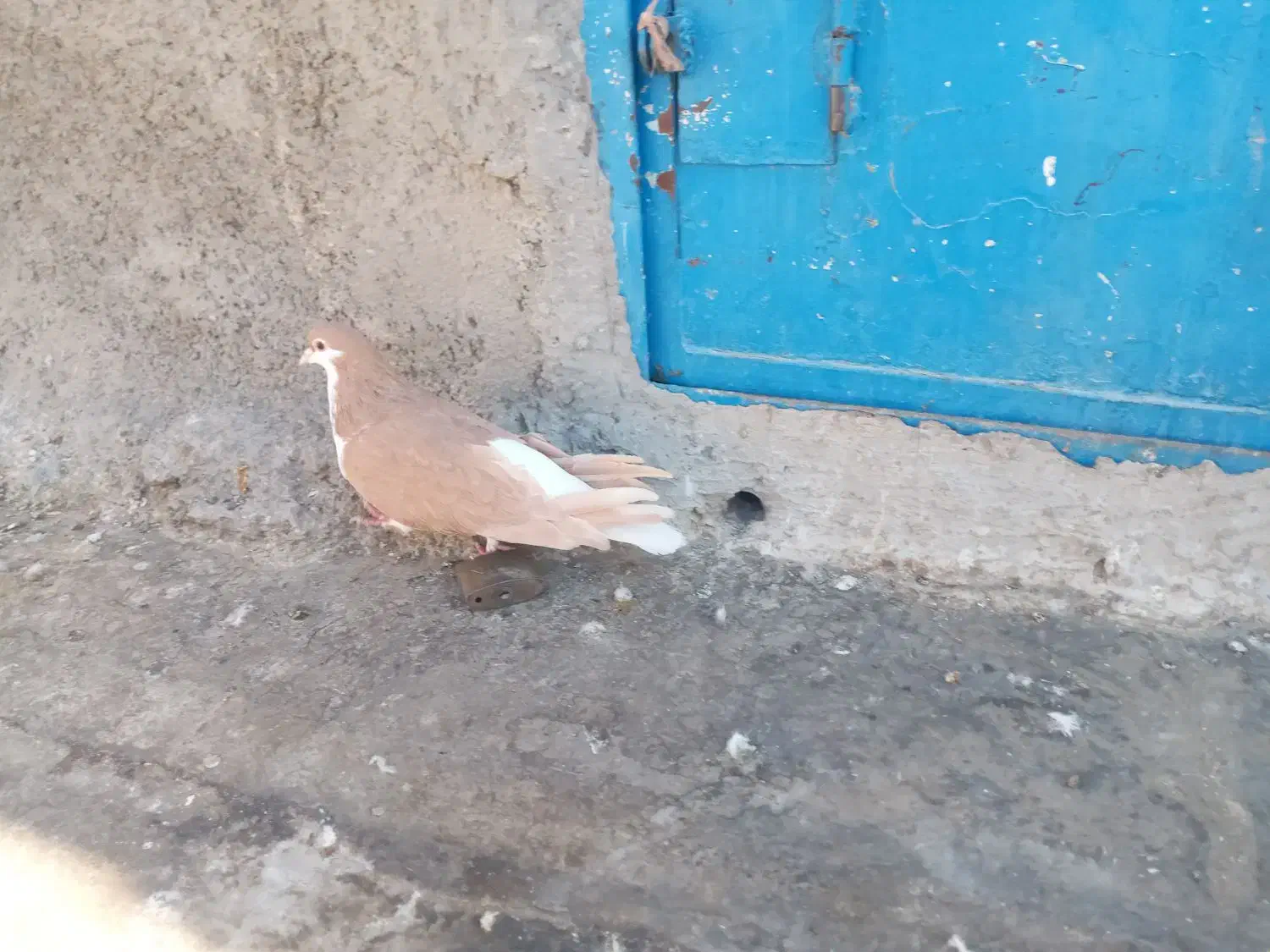 ساده زرد ماده|پرنده|اسفراین, |دیوار