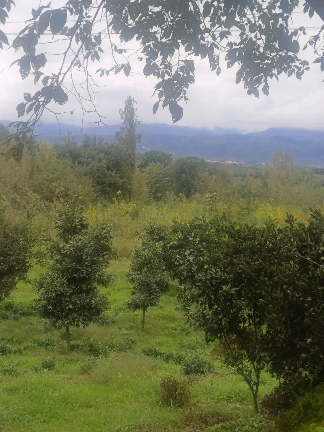 کومله لنگرود فروش زمین ۲۰۰۰متری|فروش زمین و ملک کلنگی|کومله, |دیوار