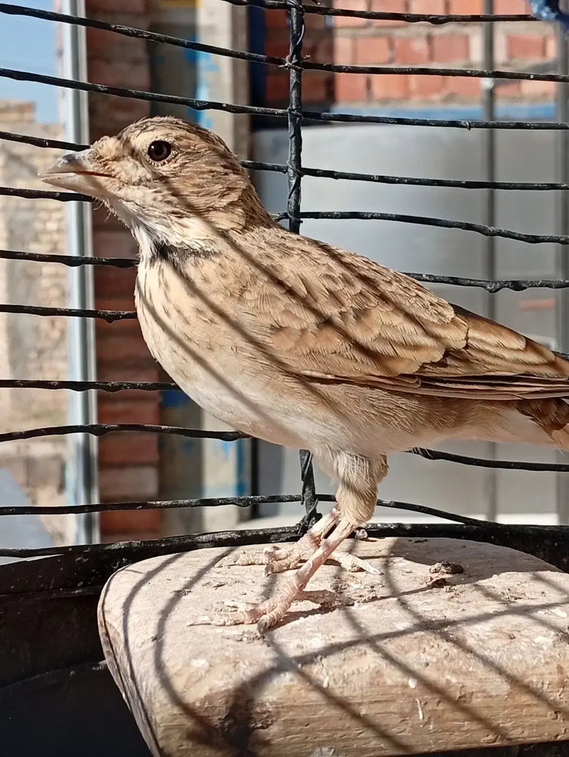 سهره|پرنده|کرمان, |دیوار