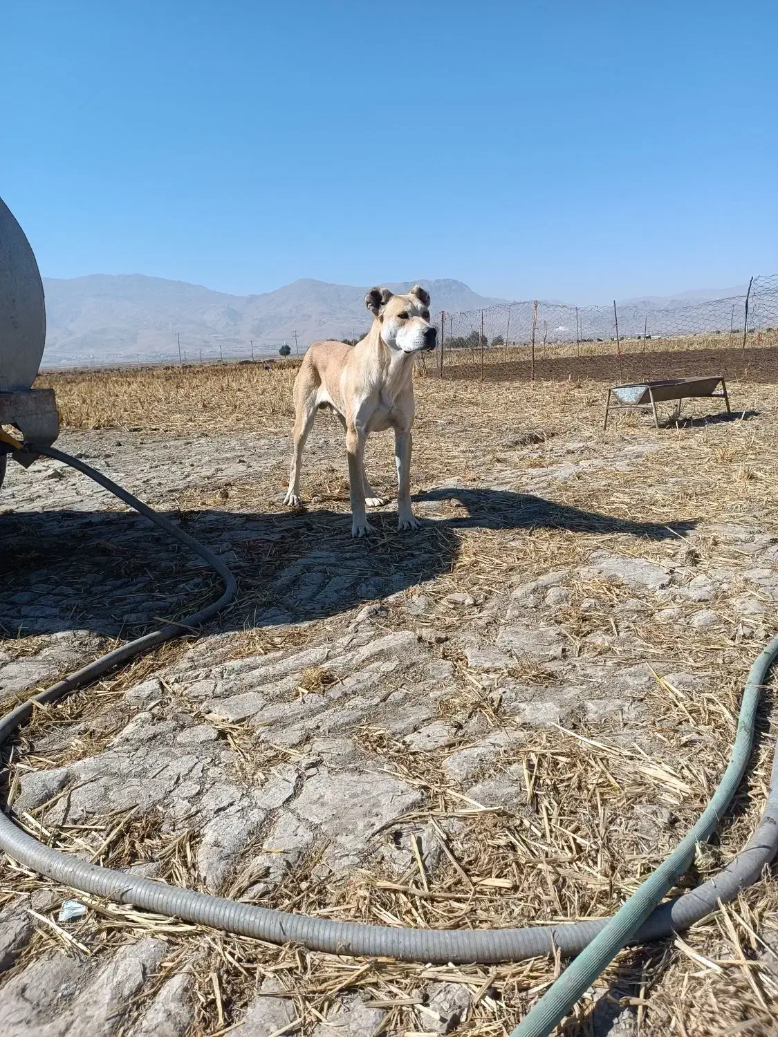 واگزاری توله سرابی|سگ|دورود, |دیوار