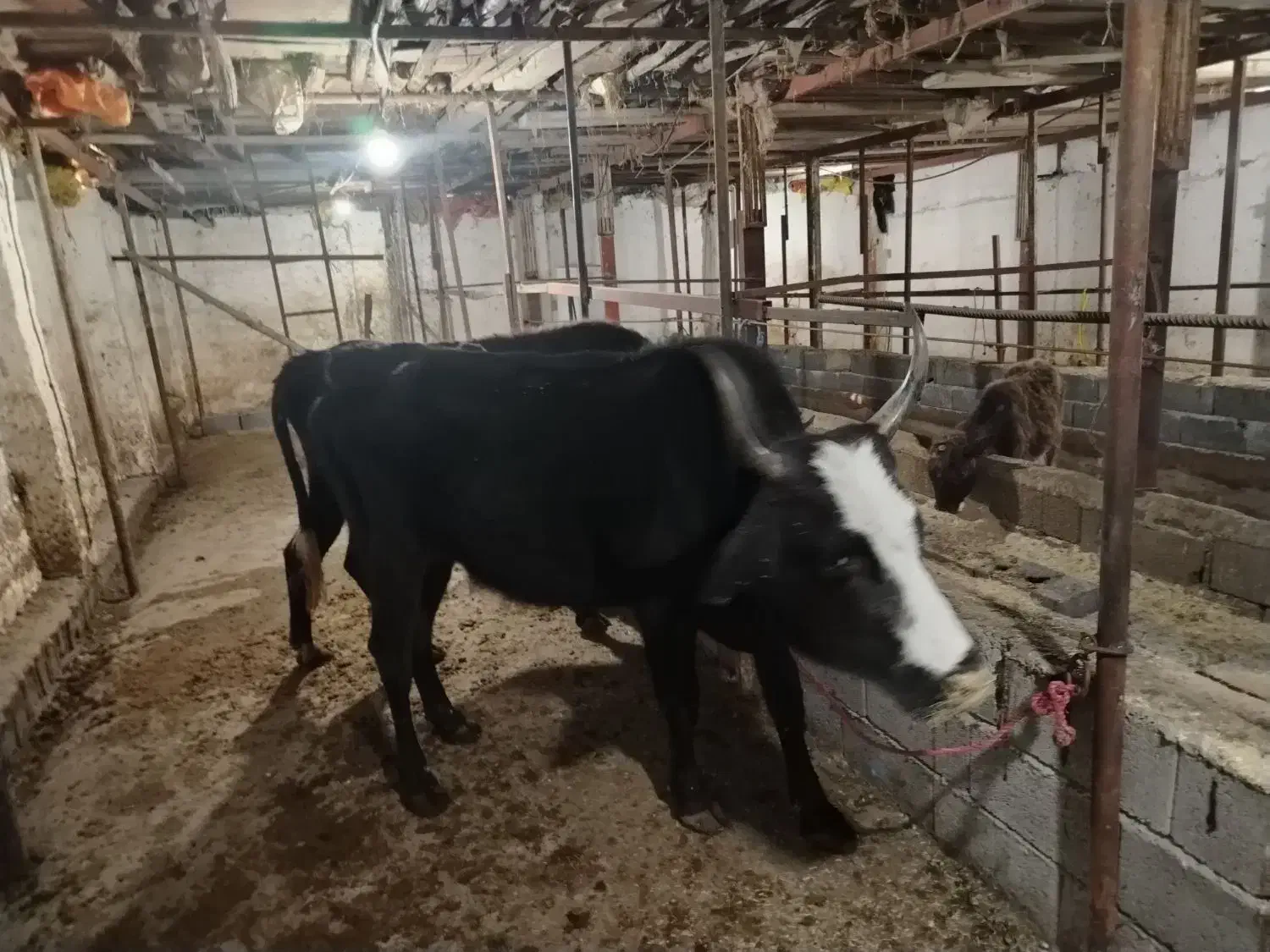 فروش گاو با گوساله. و گاو ابستن|حیوانات مزرعه|نوشهر, |دیوار