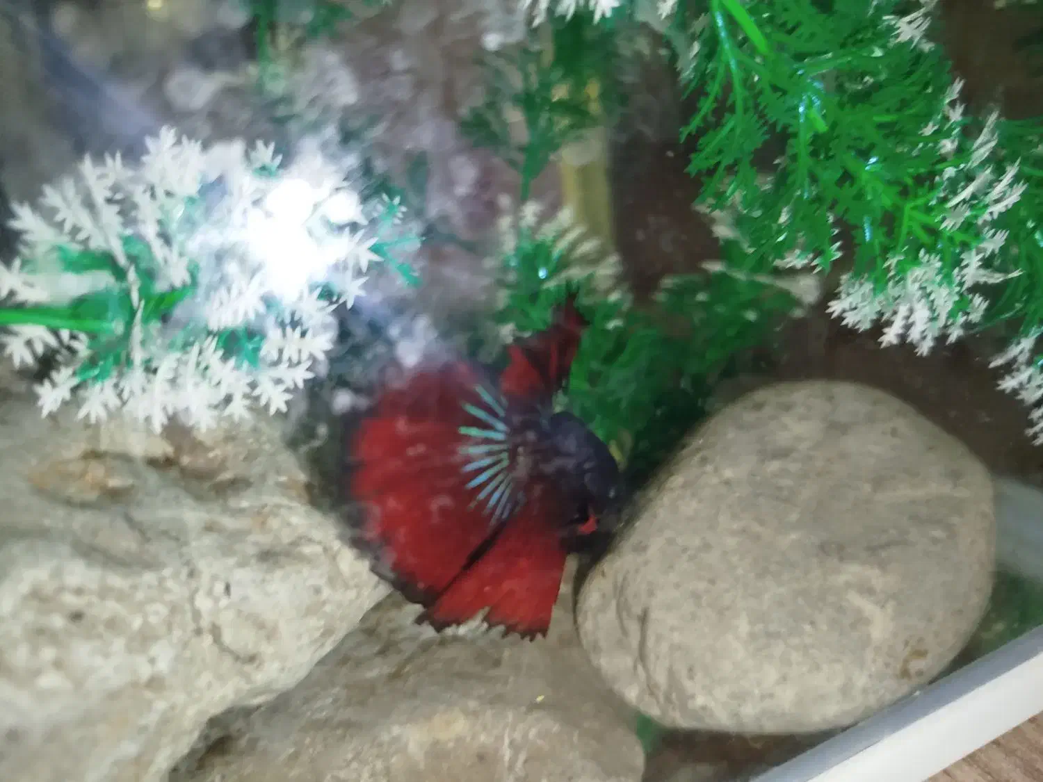 فایتر نر و ماده|ماهی|کرمانشاه, |دیوار