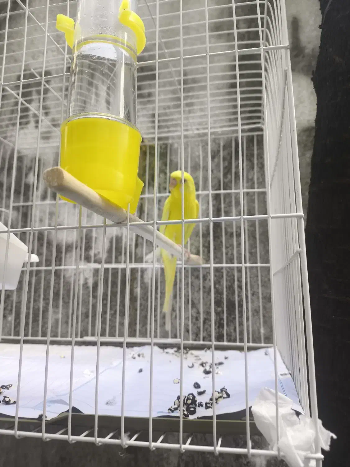 مرغ عشق|پرنده|رشت, فلسطین|دیوار