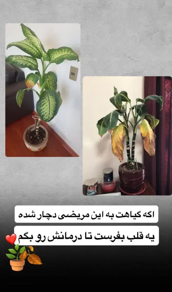 قرص کود اورگانیک|گل و گیاه طبیعی|بهبهان, |دیوار