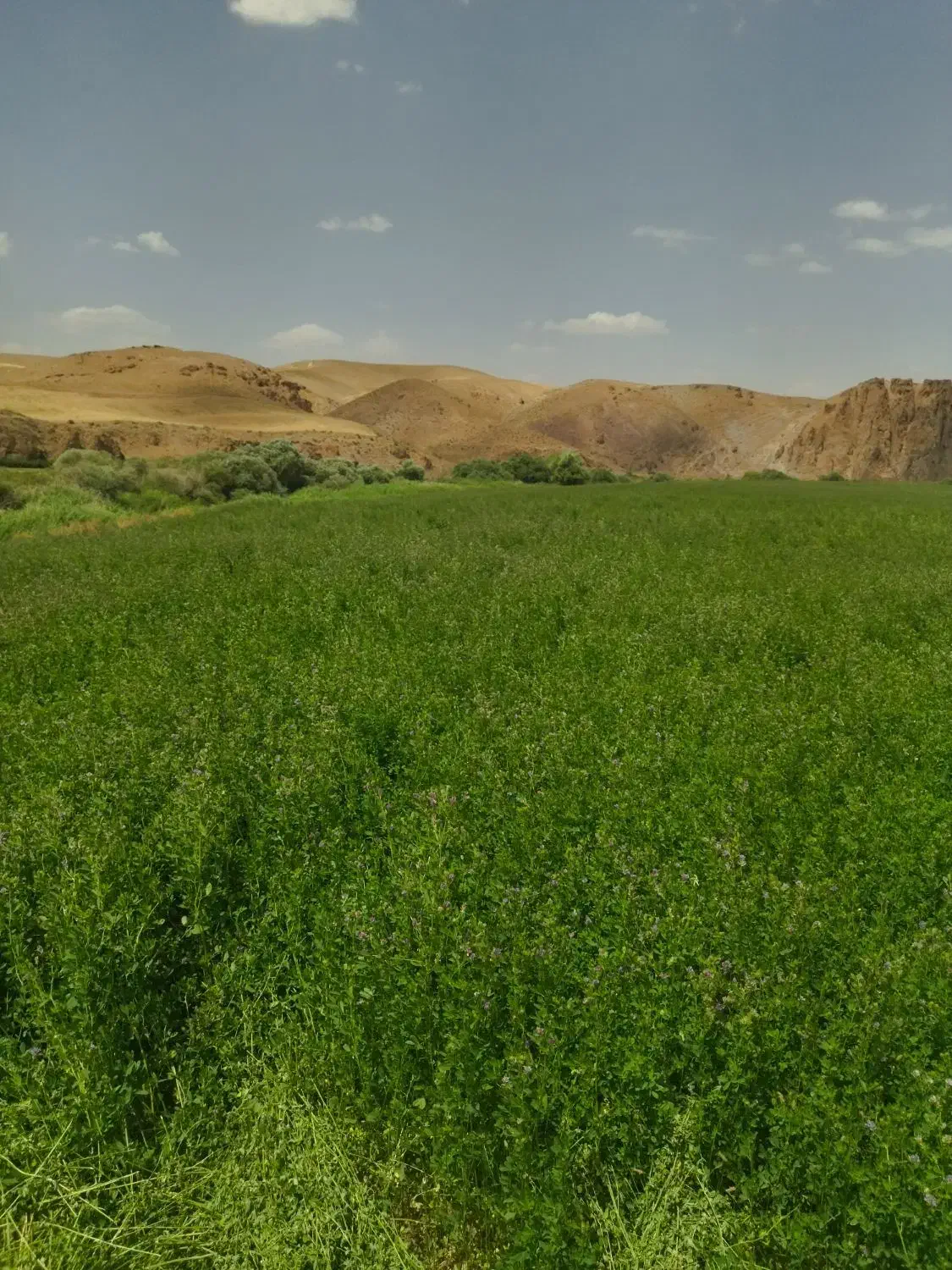 یونجه خرمنکوب شده|حیوانات مزرعه|دیواندره, |دیوار